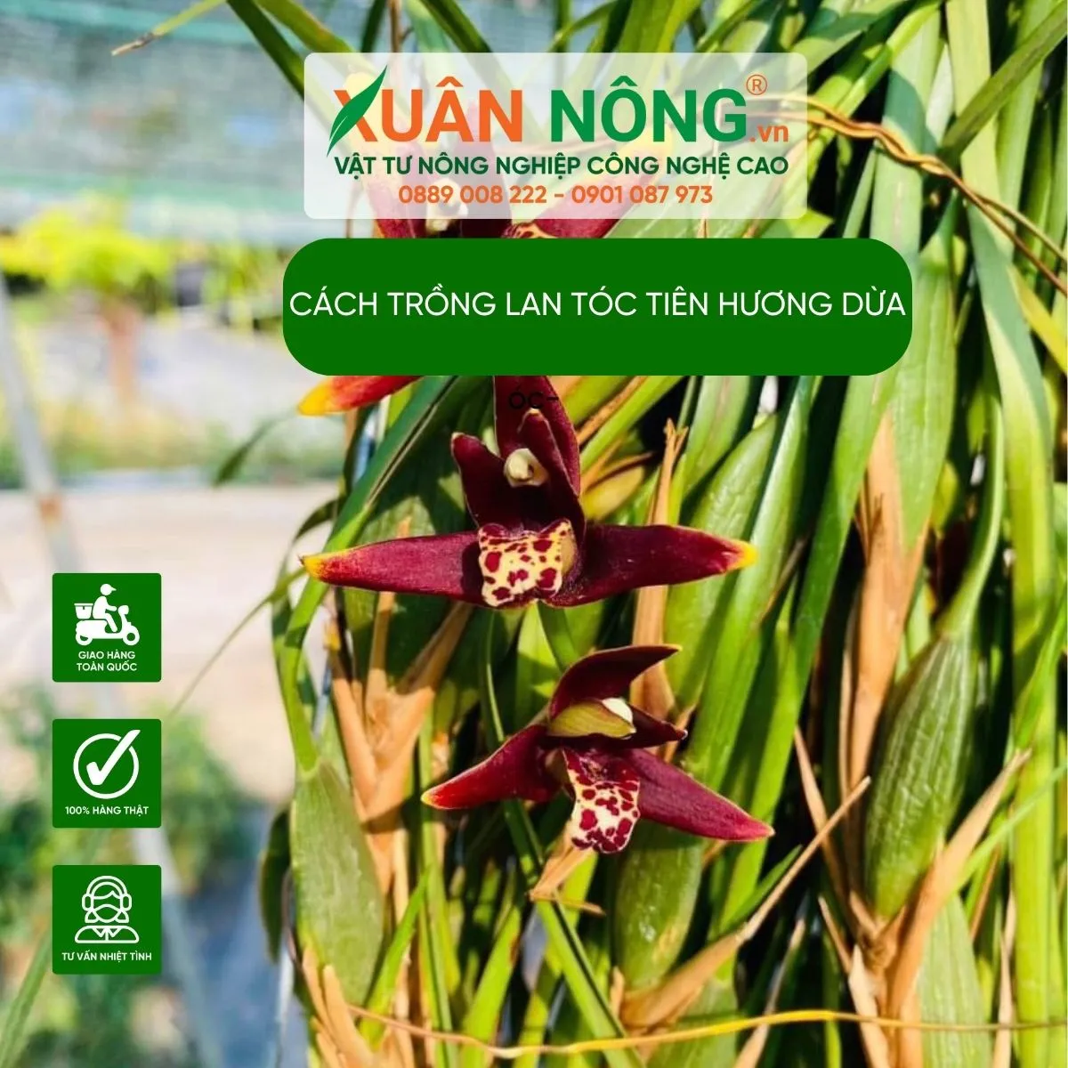 Các loại lan Tóc Tiên Hương Dừa dễ trồng và chăm sóc tại nhà