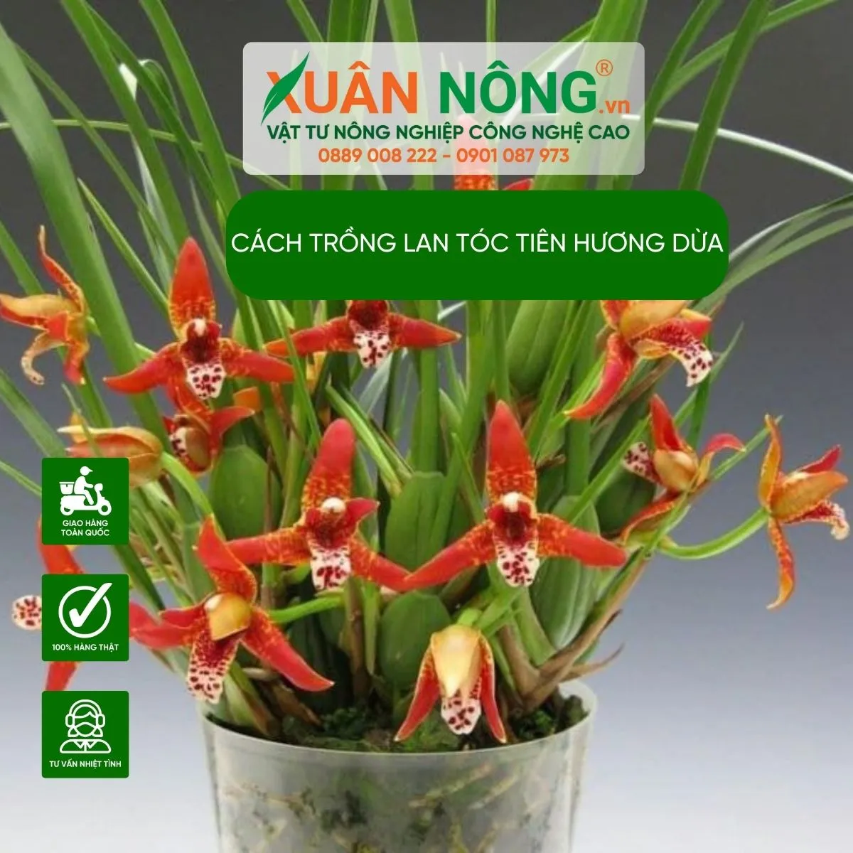 Hình ảnh cận cảnh một loại lan Tóc Tiên Hương Dừa đang nở