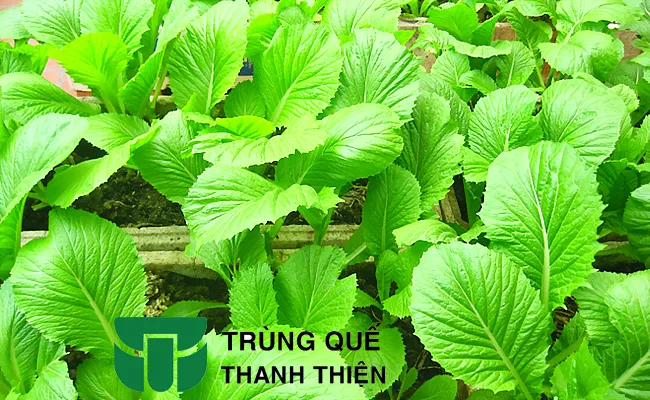 cach bon phan trun que cho rau cai cay trong