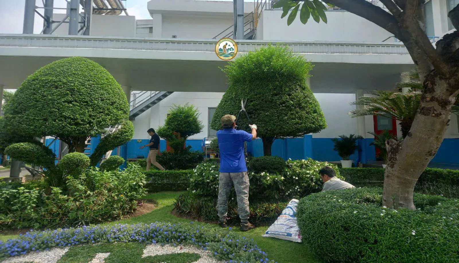 Cần theo dõi sát sao để phát hiện sớm các dấu hiệu sâu bệnh ở cây cảnh mới trồng