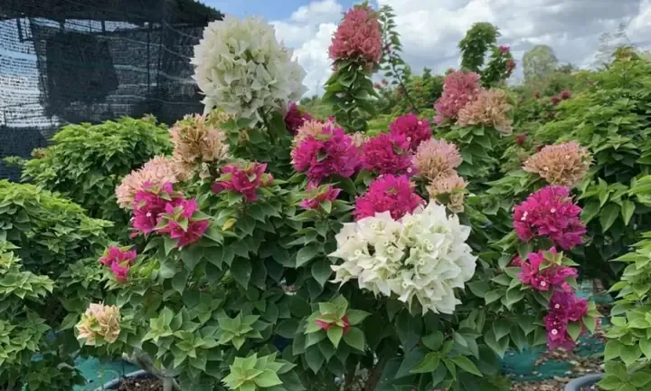 Cây hoa giấy cao bồi đang phát triển mạnh mẽ