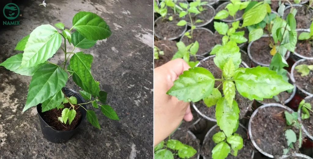 Cắt tỉa và phòng ngừa sâu bệnh là hoạt động chăm sóc cây trồng lá cách quan trọng