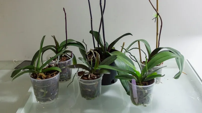 Cách chăm sóc lan hồ điệp sau Tết để cây tiếp tục ra hoa