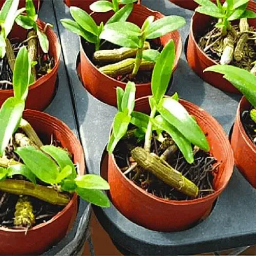 Cây lan Phi Điệp đang ra keiki trên thân già