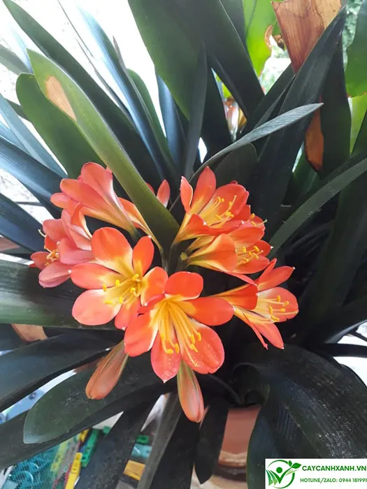 Kỹ thuật chăm sóc cây Lan Quân Tử để cây ra hoa