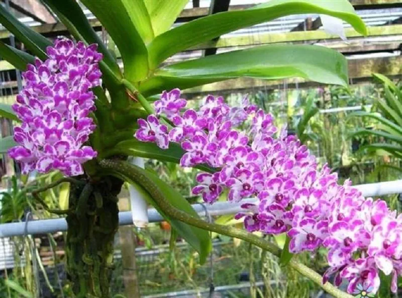 Cây lan sóc lào đang phát triển khỏe mạnh trên giá thể gỗ