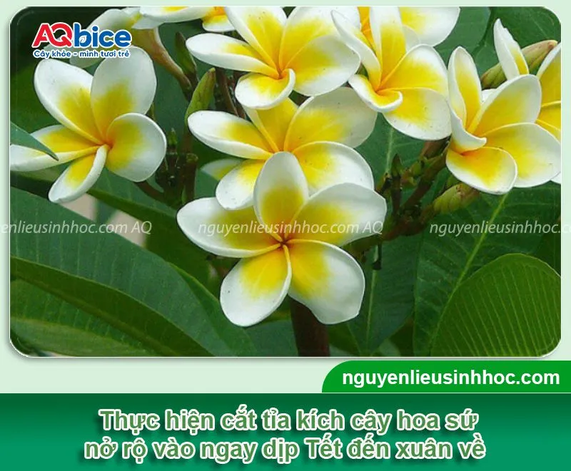 Kích cây sứ nở hoa đúng dịp Tết với các kỹ thuật đơn giản