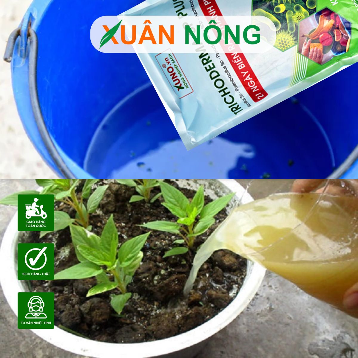 Cách Trồng Cây Mắc Mật Cho Năng Suất Cao Và Ổn Định