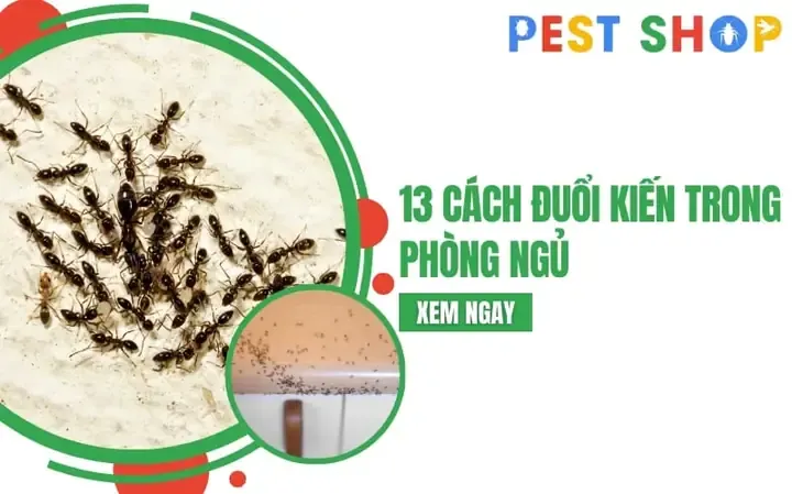 Hộp bẫy kiến và các sản phẩm thiên nhiên giúp đuổi kiến khỏi cây trồng