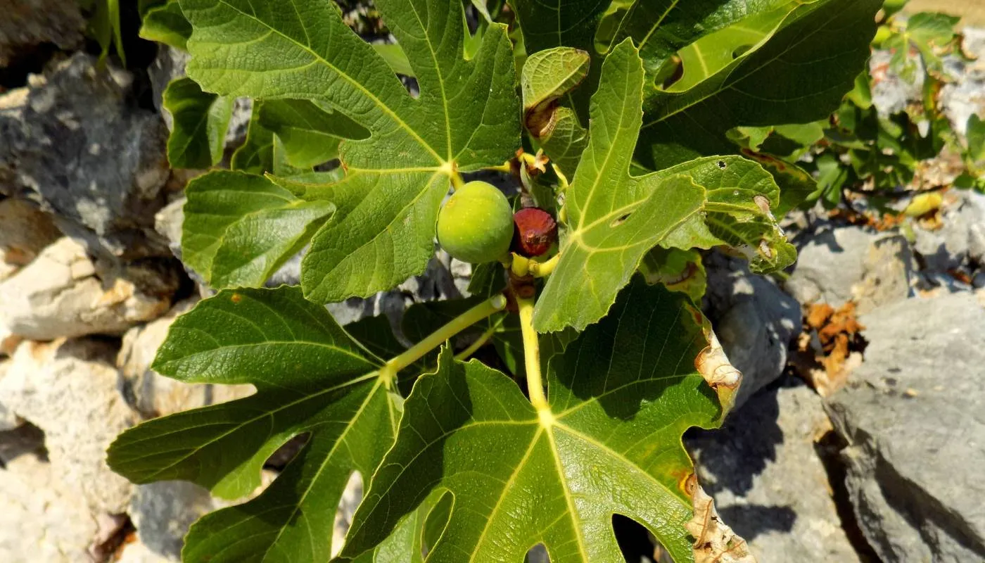 Biện pháp kích thích cây ra hoa