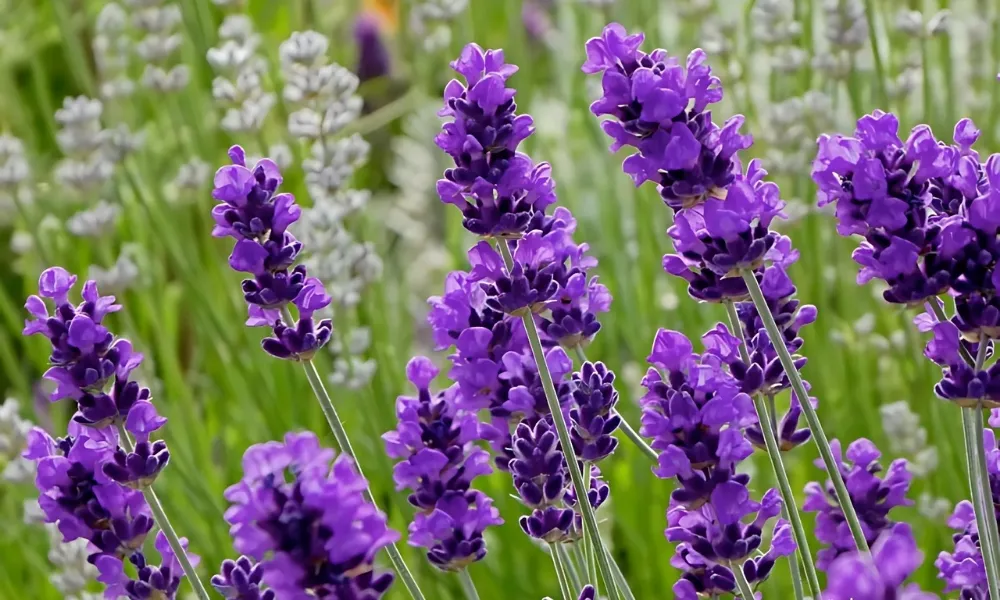 Các thành phần cho cách làm đất trồng hoa oải hương chuẩn