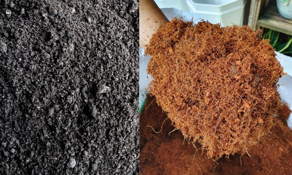 Xơ dừa và than bùn cải tạo cấu trúc đất trồng hoa oải hương