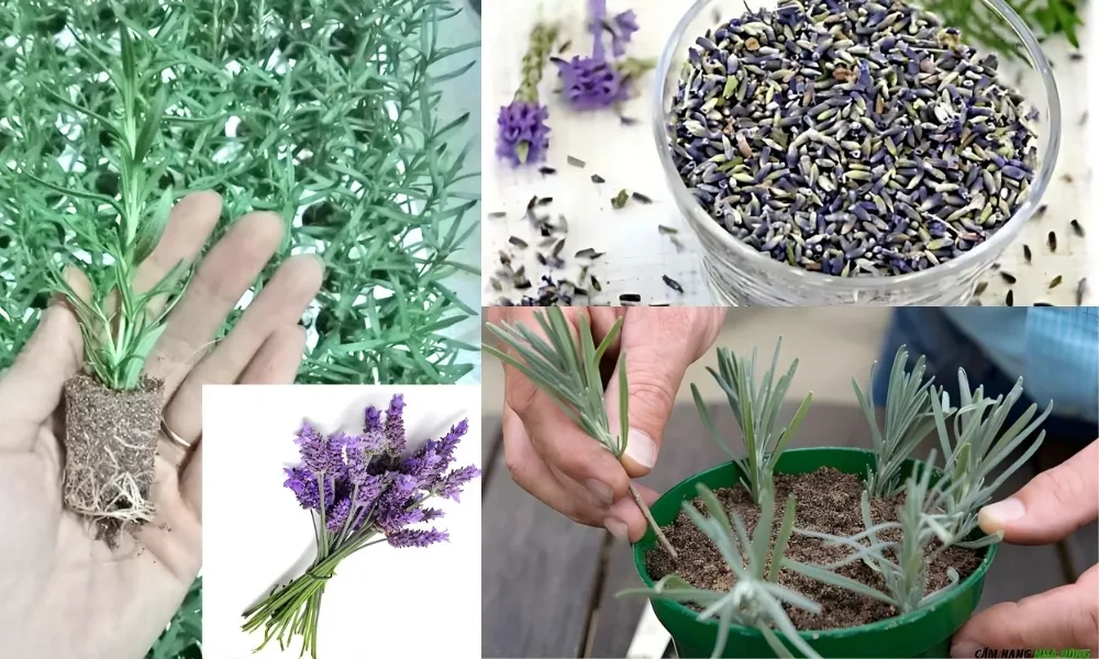 Ba phương pháp phổ biến để gieo trồng cây oải hương: gieo hạt, giâm cành và cấy ghép