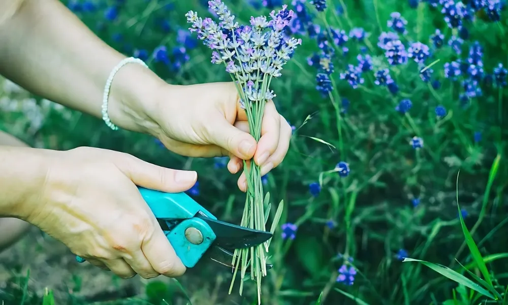 Kỹ thuật cắt tỉa cành hoa oải hương sau khi tàn để kích thích ra hoa mới