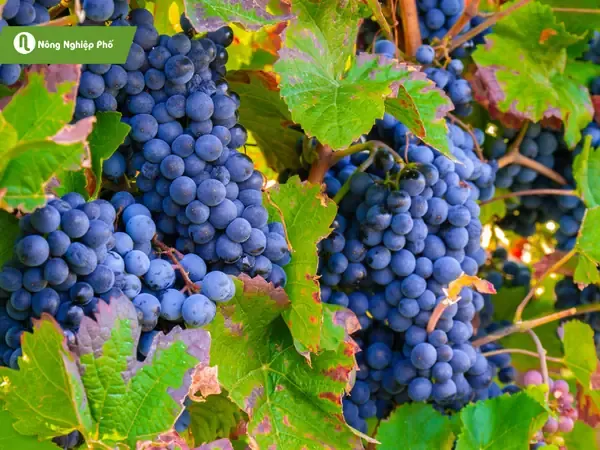 Chăm sóc cây nho để xanh lá và trĩu quả sau khi chuẩn bị đất trồng nho trong chậu