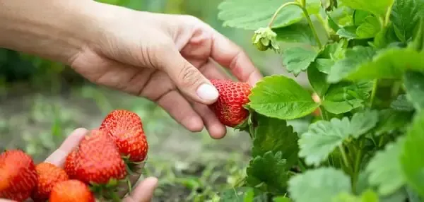 Quy Trình Pha Trộn Giá Thể Trồng Dâu Tây Hoàn Hảo Cần Sự Đồng Nhất