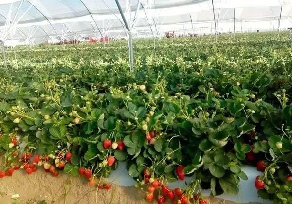 Tự Làm Giá Thể Trồng Dâu Tây Giúp Kiểm Soát Chất Lượng Dinh Dưỡng Tối Đa