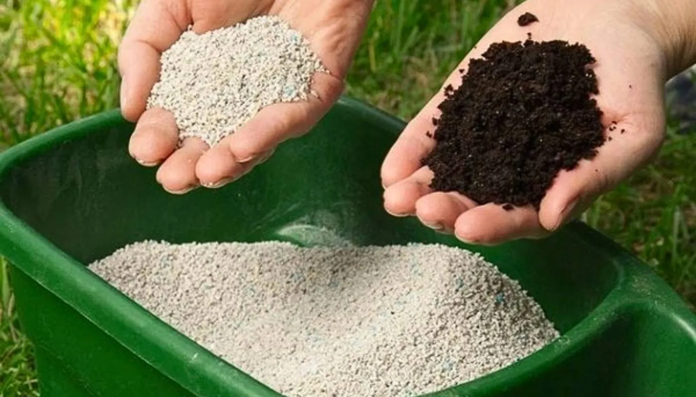 Cách bón phân NPK cho cây hoa móng tay hiệu quả