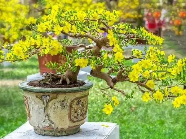 Quy trình các bước tiến hành thay đất cho cây mai sau Tết Nguyên Đán