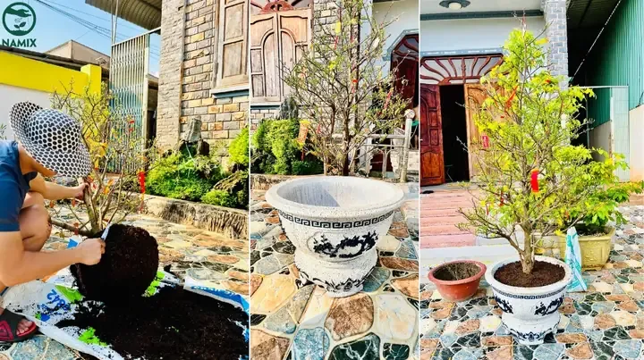 Lựa chọn chậu mới phù hợp và chuẩn bị đất trồng để thay cho cây mai vàng