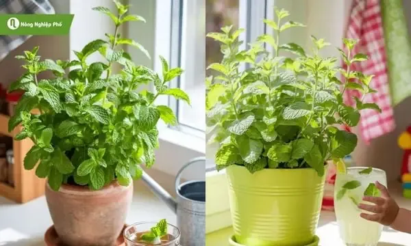 Xử lý hạt giống trước khi gieo trồng bạc hà mint từ hạt