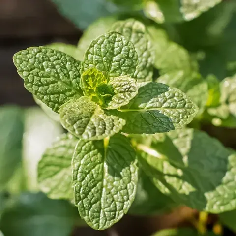 Lợi ích và cách bảo quản bạc hà mint sau thu hoạch