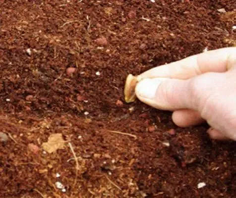 Đất và chậu trồng bầu sao cần đảm bảo tơi xốp, thoát nước tốt