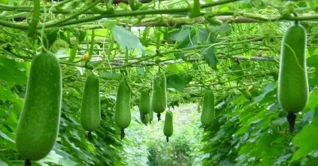 Quy trình các bước chi tiết trồng bầu sao đạt năng suất cao