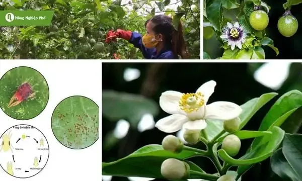 Hướng dẫn hỗ trợ thụ phấn thủ công cho hoa bí sặt (bí đao) vào buổi sáng