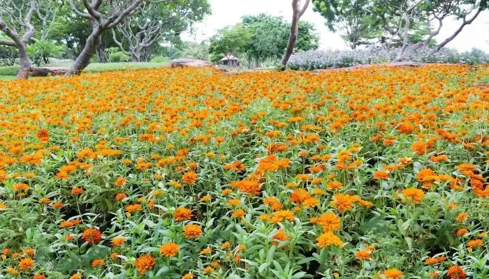 Cây Bòn Bon con mới trồng trong chậu