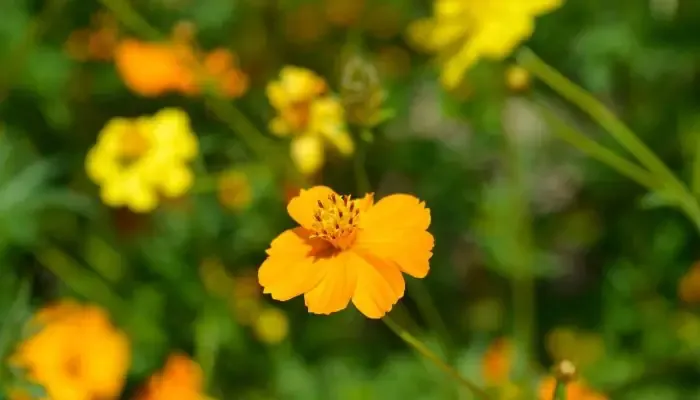 Cảnh quan vườn cây Bòn Bon xanh tươi