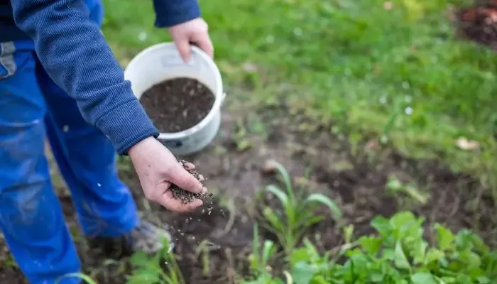 Kỹ thuật bón phân cho cây Bòn Bon