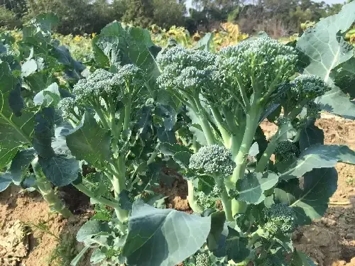 Mô hình trồng bông cải xanh baby trong nhà lưới