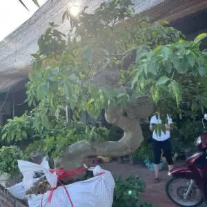 Cá Chép Koi đang bơi trong hồ súng Nhật