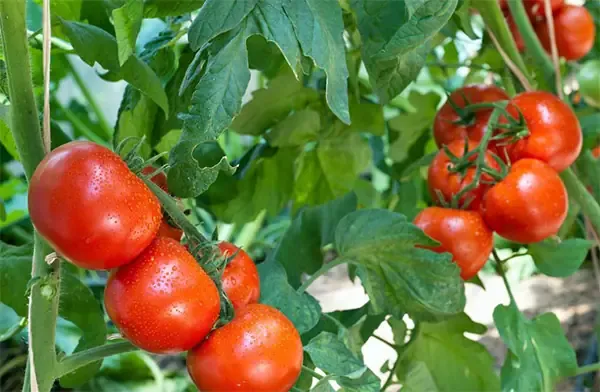 Cây cà chua con đang phát triển trong khay ươm, minh họa quá trình chuyển chậu