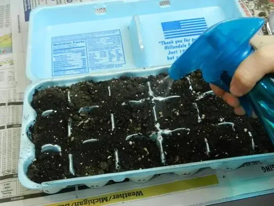 Chi tiết kỹ thuật tỉa cành và làm giàn cho cà chua bi.