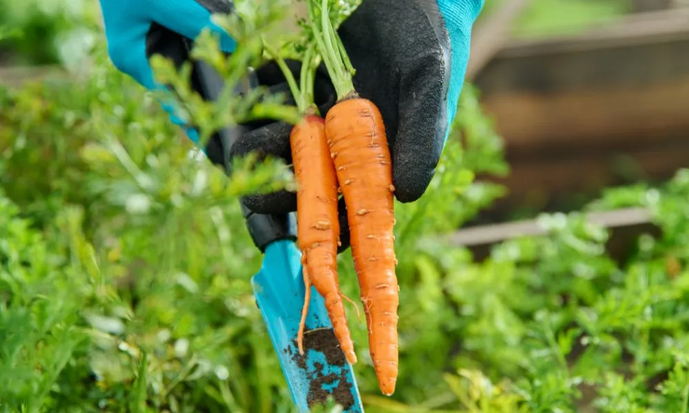 Đặc điểm của cà rốt