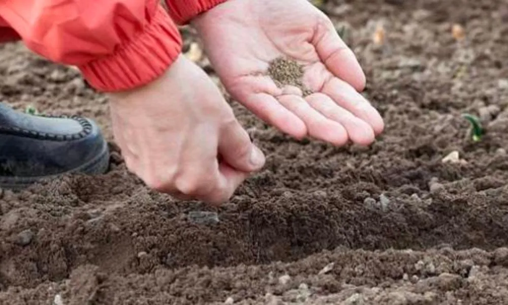 Cách trồng cà rốt bằng hạt giống