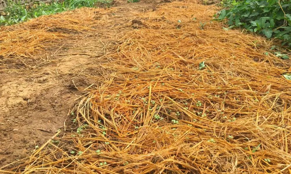 Phủ rơm, rạ có tác dụng giữ ẩm cho đất