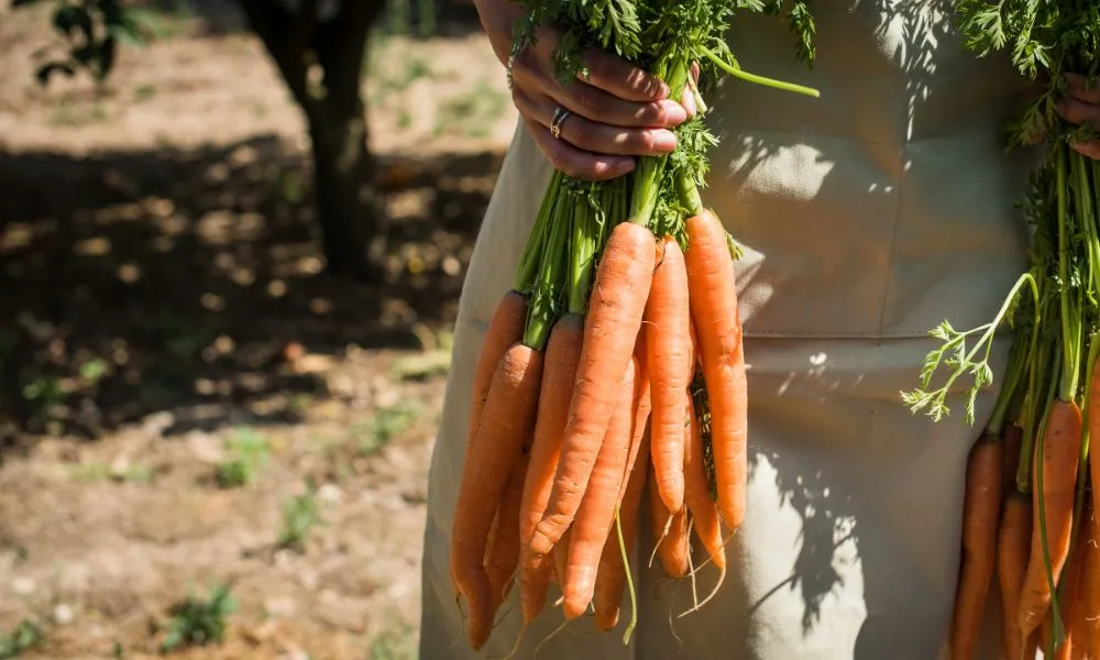 Thu hoạch cà rốt vào những ngày nắng ráo