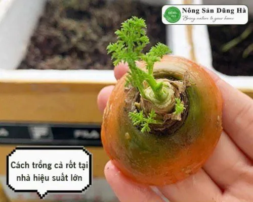 Minh họa củ cà rốt to, thẳng đang được thu hoạch từ đất trồng trong thùng xốp