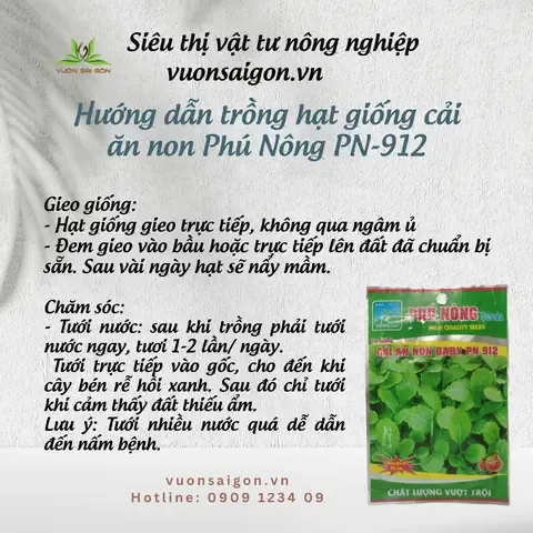 Mô tả quá trình gieo hạt cải non baby trên khay