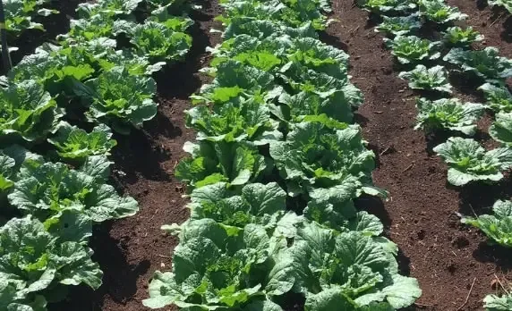 Người nông dân đang kiểm tra luống cải thảo trong vụ trồng tại Đà Lạt