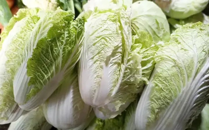 Thành phẩm cải bắp thảo cuộn chắc chắn và tươi xanh sau thu hoạch