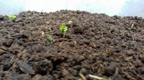 Hình ảnh minh họa quá trình gieo hạt cải bẹ trắng chi tiết tại vườn nhà