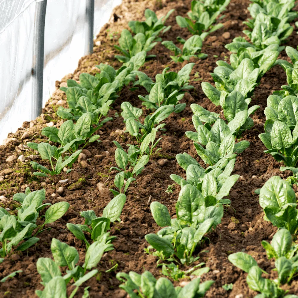 Hình ảnh minh họa một người đang chăm sóc những chậu cải bó xôi