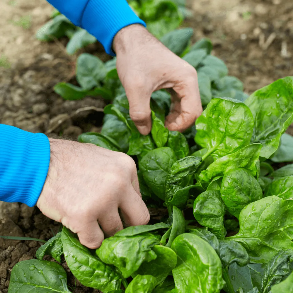 Cải bó xôi sau khi thu hoạch đã được rửa sạch và bó lại