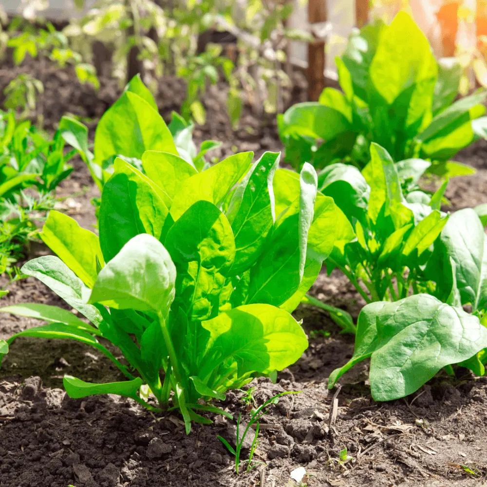 Cảnh quan một vườn rau cải bó xôi chịu nhiệt tươi tốt được trồng trong chậu