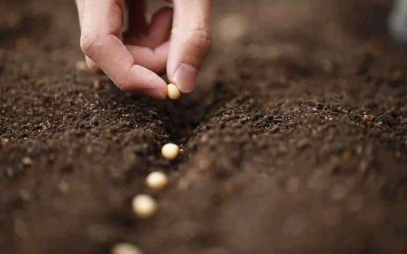 Hướng dẫn gieo hạt giống cải bó xôi theo khoảng cách thưa