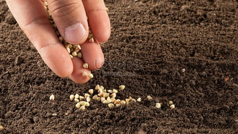 Phương pháp gieo hạt rau bó xôi mật độ dày trong chậu trồng